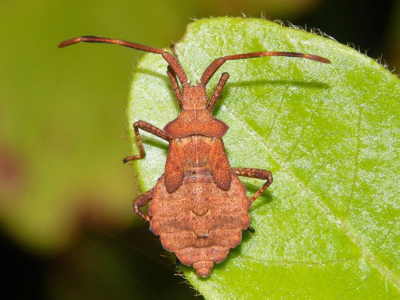 Emittero marchigiano: Coreus marginatus (ninfa)